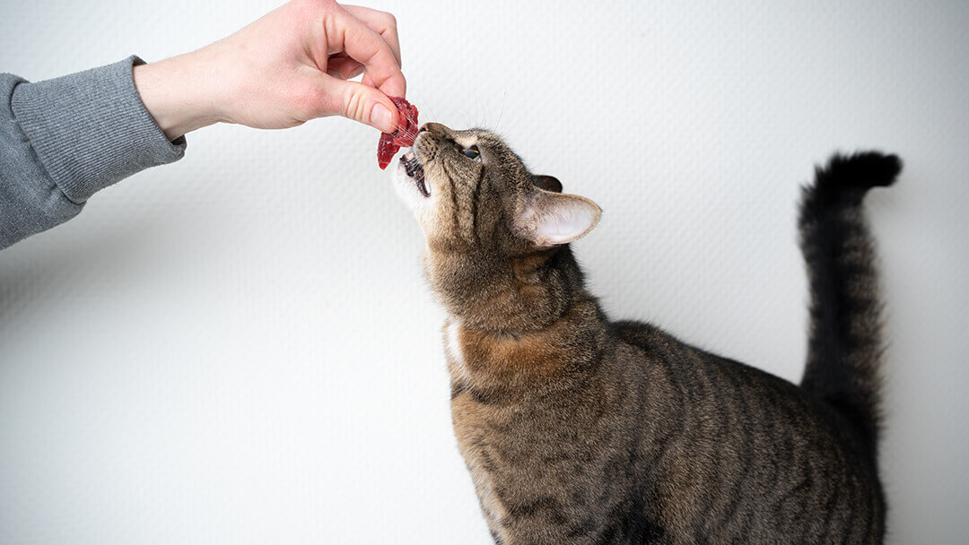 Feeding Your Cat Our Expert Nutrition Guides Advice Purina